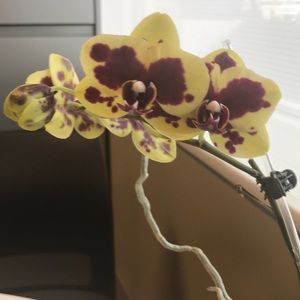 Meet your Posher, Rossie